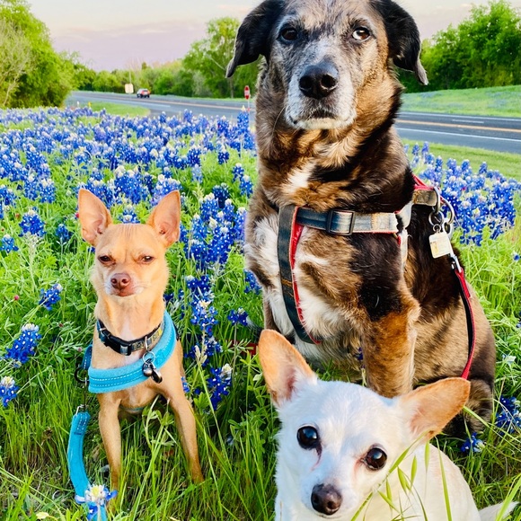 Meet Your Seller - Picture 6 of 15